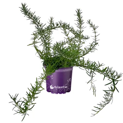 Produktbild von Hängender Rosmarin       Rosmarius officinalis