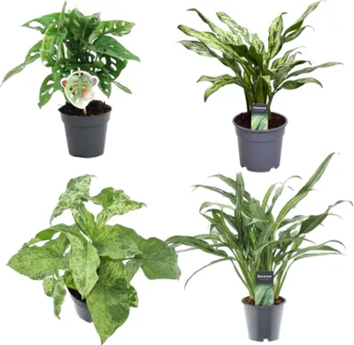 Produktbild von Trendyplants - Trendy mix 4 Pflanzen - Monstera Obliqua 'Monkey Leaf' - 25 cm - Ø12 - Aglaonema Juliette - 40 cm - Ø12 - Syngonium Mottled - 25 cm - Ø12 - Aglaonema Cutlass - 40 cm - Ø12