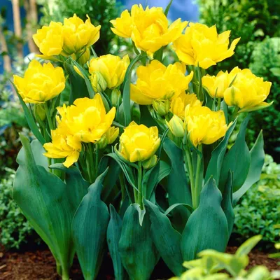 Image de Bulbes de tulipes résistants au froid, vivaces, à fleurs doubles - Yellow Passion - 20 bulbes - Vraies plantes provenant des Pays-Bas - Bulbes de tulipes pour jardin et balcon (gros bulbes, pas de graines, non artificiels)