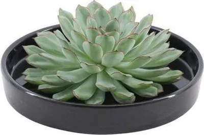 Produktbild von Echeveria Pulidonis Rootless Ø20cm Schwarze Schale Schnitt-Sukkulente Zimmerdeko