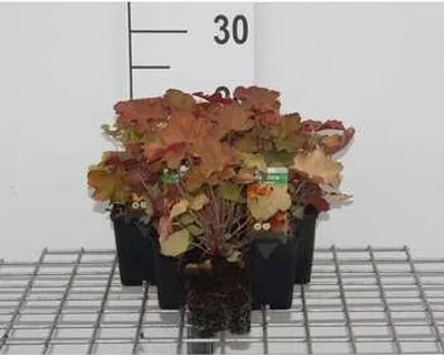 Immagine prodotto di 6 x Heuchera hybr. 'Caramel'® - campanula viola - vaso 9 x 9 cm