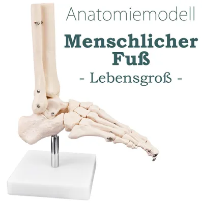 Produktbild von Anatomie Skelett Modell Lebensgroß Anatomisches Knochen Fußgelenk Skelettfuss Modell des Menschlichen Fuß Fuss mit Beweglichem Gelenken Fussmodell Medmod
