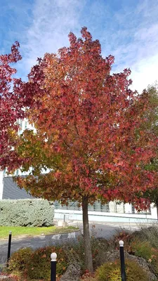 Image de Liquidambar styraciflua / Copalme d'Amérique