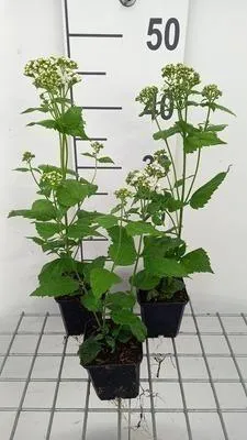 Zdjęcie produktu dla 6 x Eupatorium rugosa 'Braunlaub' - Gorczyca wodna - doniczka 9 x 9 cm