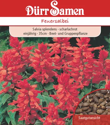 Produktbild von Dürr-Samen - Feuersalbei scharlachrot einjährig 35 cm - Saatgut - 0839