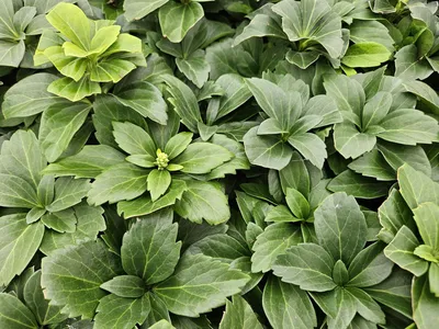 Produktbild von Pachysandra terminalis 24 Pflanzen 10-25cm Ø9cm Immergrün Bodendecker Schatten