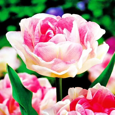 Zdjęcie produktu dla Tulipan Pełny Angelique 5 szt. Tulipany Cebulki Tulipanów Cebule