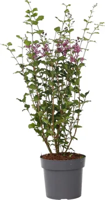 Zdjęcie produktu dla Bez - Syringa 'Bloomerang' - Wysokość 55-65cm - ⌀19cm
