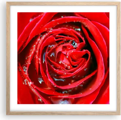 Produktbild von Gerahmtes Poster - Rahmen in heller Eiche - Rose Blume Blütenblätter Tau - 50x50 cm - Wand Bild - Wanddeko - Wandbilder - Wandposter - Bilderrahmen - Bilder - Kunstdruck - Wandbild - P2NAC50x50-1518