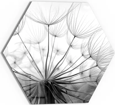 Produktbild von DEQORI Glasbild Echtglas 40x35 cm 'Pusteblume Nahaufnahme' Wandbild Bild modern Deko