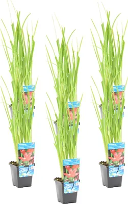 Zdjęcie produktu dla Bloomique - Zestaw 6 szt. - Schizostylis Mrs Hegarty - Różowa lilia kaffir - Mieczyk błotny - Rośliny do oczek wodnych - Rośliny wodne - Odporne na zimę - Wysokość 10-20 cm - Doniczka 9 cm