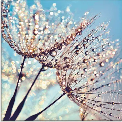 Produktbild von ARTland Glasbild Pusteblume Tröpfchenfänger Größe: 30x30 cm