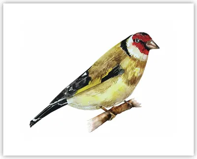 Produktbild von Poster - Poster ohne Rahmen - Stieglitz Vogel Aquarell - 50x40 cm - Wand Bild - Wanddeko - Wandbilder - Kunstposter - Wandposter - Bilder - Kunstdruck - Wanddekoration - Wandbild - P2XAA50x40-4179