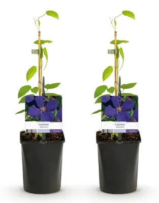 Produktbild von GreenboutiQ - Kletterpflanze - Clematis Jackmanii - Blüte Blau - Wenig Pflege - 2 Pflanzen - Topf 11cm Höhe 40cm