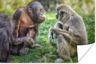 Produktbild von MuchoWow® Poster Affen - Tiere - Familie 60x40 cm - Schlafzimmerdekoration