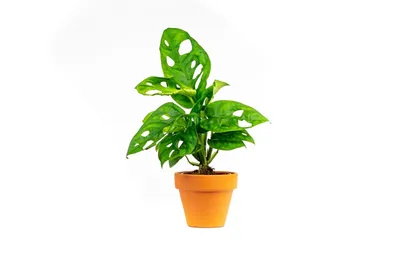 Obrázek produktu pro Gardners Monstera adansonii Monkey Mask, průměr 6 cm
