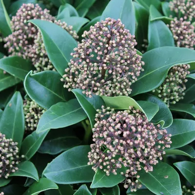 Obrázok produktu pre Skimmia japonská 'Fragrant Cloud' | 30-35 cm, rastie v kvetináči