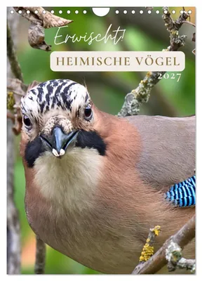 Produktbild von Erwischt! Heimische Vögel (Wandkalender 2027 DIN A4 hoch), CALVENDO Monatskalender