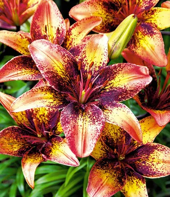 Produktbild von 10x Blumenzwiebeln Extrem großblütige Lilie " Tribal Dance " *RARITÄT*