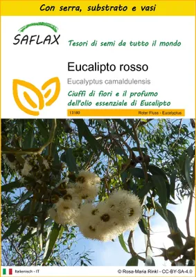 Immagine prodotto di SAFLAX Insieme di coltivazione - Eucalipto rosso - 200 semi - Eucalyptus