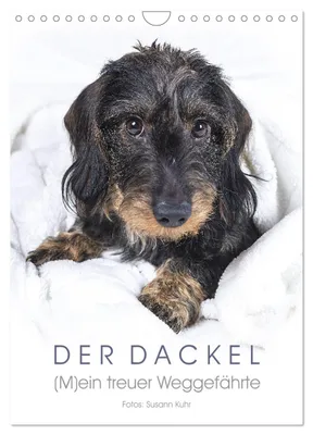 Produktbild von Der Dackel (M)ein treuer Weggefährte (Wandkalender 2027 DIN A4 hoch), CALVENDO Monatskalender