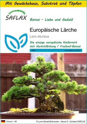 Produktbild von SAFLAX Anzucht Set - Europäische Lärche - Larix decidua - 75 Samen - Mit Mini-Gewächshaus, Anzuchtsubstrat und 2 Töpfen