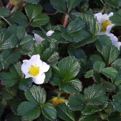 Obrázek produktu pro 6 x jahodník - Fragaria chiloensis | Květináč 9 cm x 9 cm