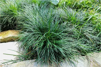 Produktbild von Stauden Gänge 50 x Ophiopogon japonicus - Japanischer Schlangenbart - Ein grünes Highlight für Beete und Wege - Japangarten - Bodendecker