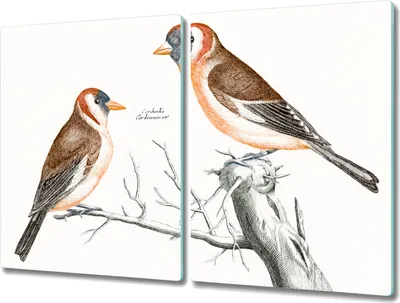 Produktbild von Coloray Kochplattenabdeckung Herdabdeckplatte 2x40x52 cm Hackbrett Schneidebrett Küchenbrett - Tier Vogel Zweig