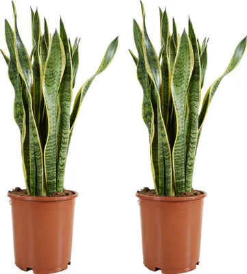 Image de Bloomique - Lot de 2 - Sansevieria Laurentii - Langue de belle-mère - Plantes d'intérieur - Purifiant l'air - Très facile d'entretien - Pot 21 cm - Hauteur 70-90 cm