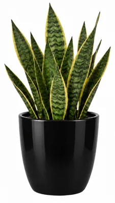 Produktbild von Floran Blumentopf „Boule“ - schwarz - glanzend - Keramik - D25 x H22 cm - Blumentopf