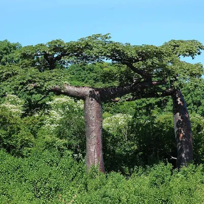 Zdjęcie produktu dla Baobab Suareza (Adansonia suarezensis)  – 3 nasiona