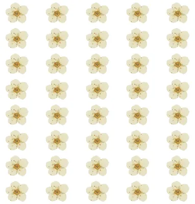 40 getrocknete gepresste Blumen, 6–8 mm, weiß, für Bastelprojekte