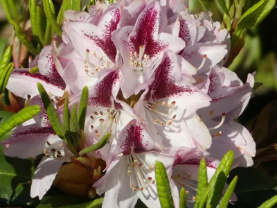 Produktbild von Großblumige Alpenrose Kalamaika - Rhododendron hybride Kalamaika - 30-40cm