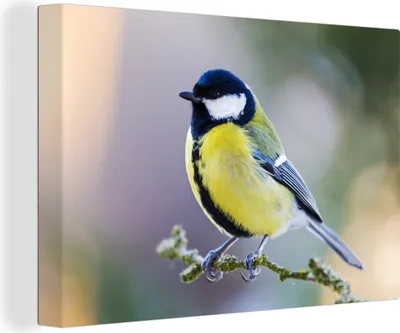 Obrázek produktu pro OneMillionCanvasses® - Obrazy na plátně - 140x90 cm, Sýkora koňadra - Pták - Větev, Nástěnné umění tisk Nástěnná dekorace - Fotografie na plátně - Obraz na dřevěném rámu