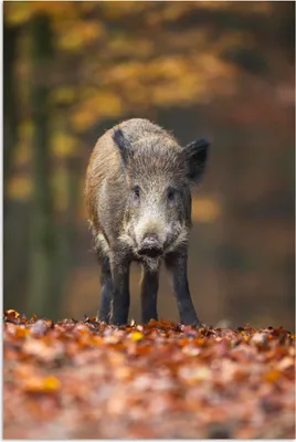 Produktbild von MuchoWow® Poster Wildtier - Wald - Herbst 20x30 cm - Papierdruck
