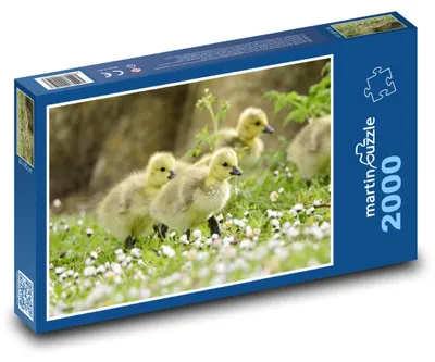 Produktbild von Puzzle 2000 Entenküken auf der Wiese - martinpuzzle