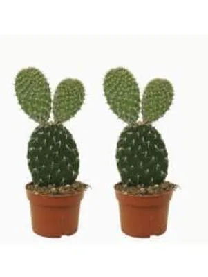 Produktbild von Kaktus Opuntia Pylana 30cm 2er Set