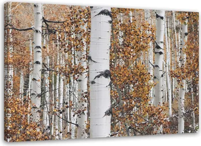 Produktbild von Leinwandbild birkenwald landschaft natur 120x80 cm Feeby orange wandbild bereit zum aufhängen