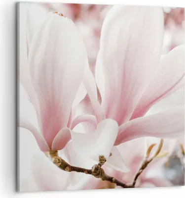 Produktbild von Bild auf Leinwand - Leinwandbild - Einteilig - Zweig Magnolie Blume - 50x50cm - Wand Bild - Wanddeko - Wandbilder - Leinwanddruck - Bilder - Wanddekoration - Leinwand bilder - Wandbild - AC50x50-4538
