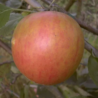 Produktbild von Obstbaum Apfelbaum Äpfel 2jährig Sommer- Herbst- Winter Apfel , Apfelbaum Varianten:Holsteiner Cox Herbstapfel