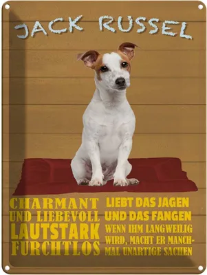 Produktbild von vianmo Blechschild 40x30 cm Jack Russel Hund charmant