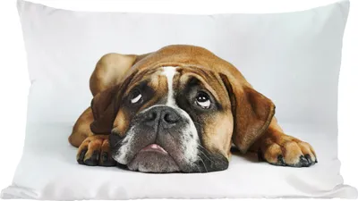 Produktbild von MuchoWow® Zierkissen Sofakissen Wohnzimmer Dekokissen 50x30 cm Hund - Haustiere - Weiß - Wohnzimmerdekoration - Polster mit Photo