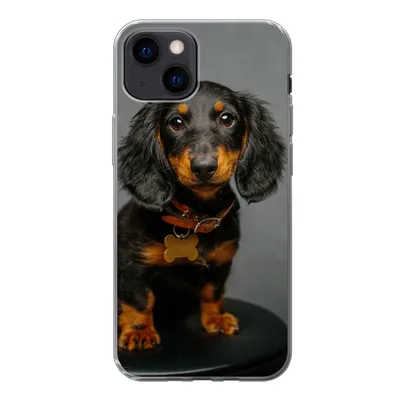 Produktbild von MuchoWow® Handyhülle Schutzhülle Hülle für iPhone 13 mini Studiofoto eines Dackelwelpen Silikon Softcase Handy Hülle - Softcase