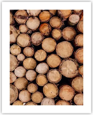 Produktbild von Poster - Poster ohne Rahmen - Holz Baumstämme Stämme - 40x50 cm - Wand Bild - Wanddeko - Wandbilder - Kunstposter - Wandposter - Bilder - Kunstdruck - Wanddekoration - Wandbild - P2XPA40x50-4864