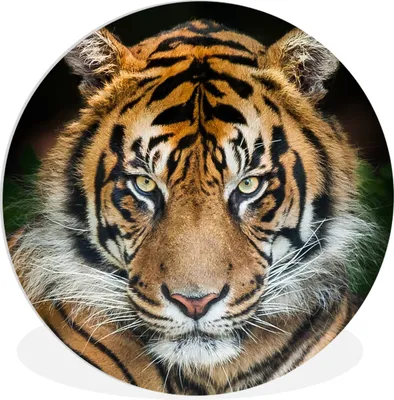 Produktbild von MuchoWow® Rundes Wandbild - Runde Bilder Tiger - Schwarz Ø 90 cm Kreis Wanddekoration Kunststoff - Wandkreis - Wandschmuck - Wand-Kreis - Wohnzimmer - Bild - Runde - Wanddeko - Dibond - Kunstdrucke