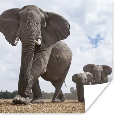 Produktbild von MuchoWow® Poster Elefantenherde 75x75 cm - Wand Dekoration