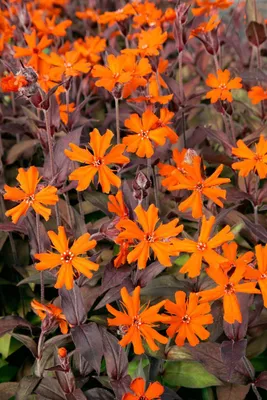 Produktbild von Lychnis x arkwrightii 'Orange Zwerg', leuchtend orange, ca. 9x9 cm Topf