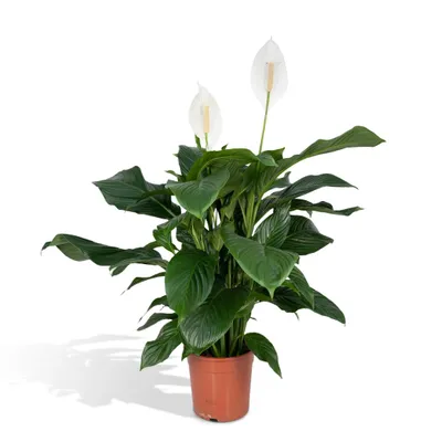 Produktbild von Meergroothandel Spathiphyllum - 80 c, ø19 cm