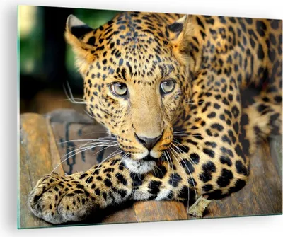 Produktbild von Bilder auf glas - Tiere gefährlich wilde katze - 70x50cm - Glasbilder - Wandbilder - Kunstdruck - zum Aufhängen bereit - Wanddekoration aus Glas - Glas Bilder - Wandbild auf Glas - GAA70x50-2702